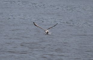 DSC_0158.jpg