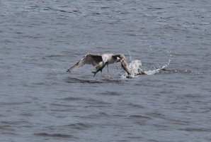 DSC_0159.jpg