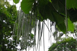 DSC_1143.JPG