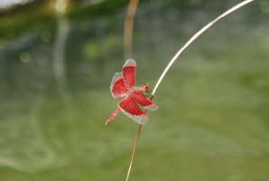DSC_1084________________.jpg