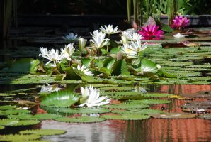 DSC_1129________________.JPG