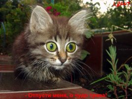 talkin_cats_43.jpg