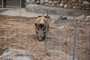 DSC_0142.jpg