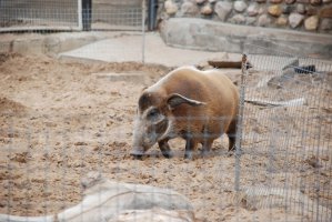 DSC_0143.jpg