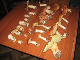 IMG_1066.JPG