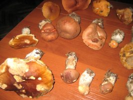 IMG_1069.JPG