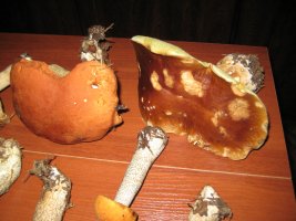 IMG_1070.JPG
