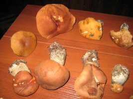 IMG_1071.JPG