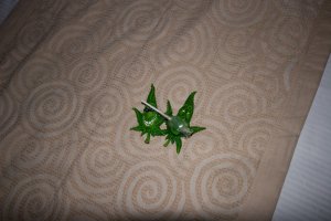 IMG_8688.jpg
