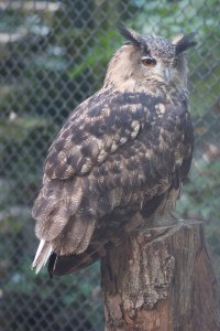 IMG_8525.jpg