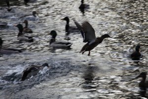 IMG_1304.JPG
