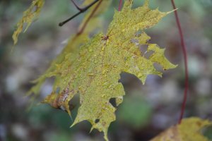 IMG_1338.JPG
