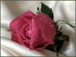 Rose.jpg