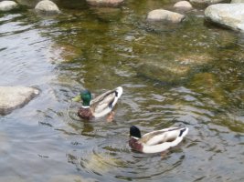 IMG_1363.jpg