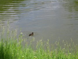 IMG_1471.jpg