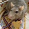 Mouse_Ol