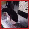 fodik