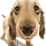 angelok