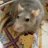 Mouse_Ol